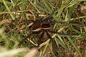 Dolomedes_fimbriatus_D5087_Z_85_Canal du Nivernais_Frankrijk